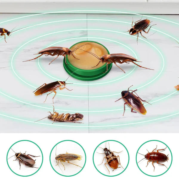 Piège à cafards de cuisine  pack 12 pièces